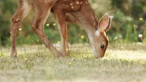 Ein-Rehkitz,-Rehbaby,-Im-Wald,-Das-Gras-Frisst