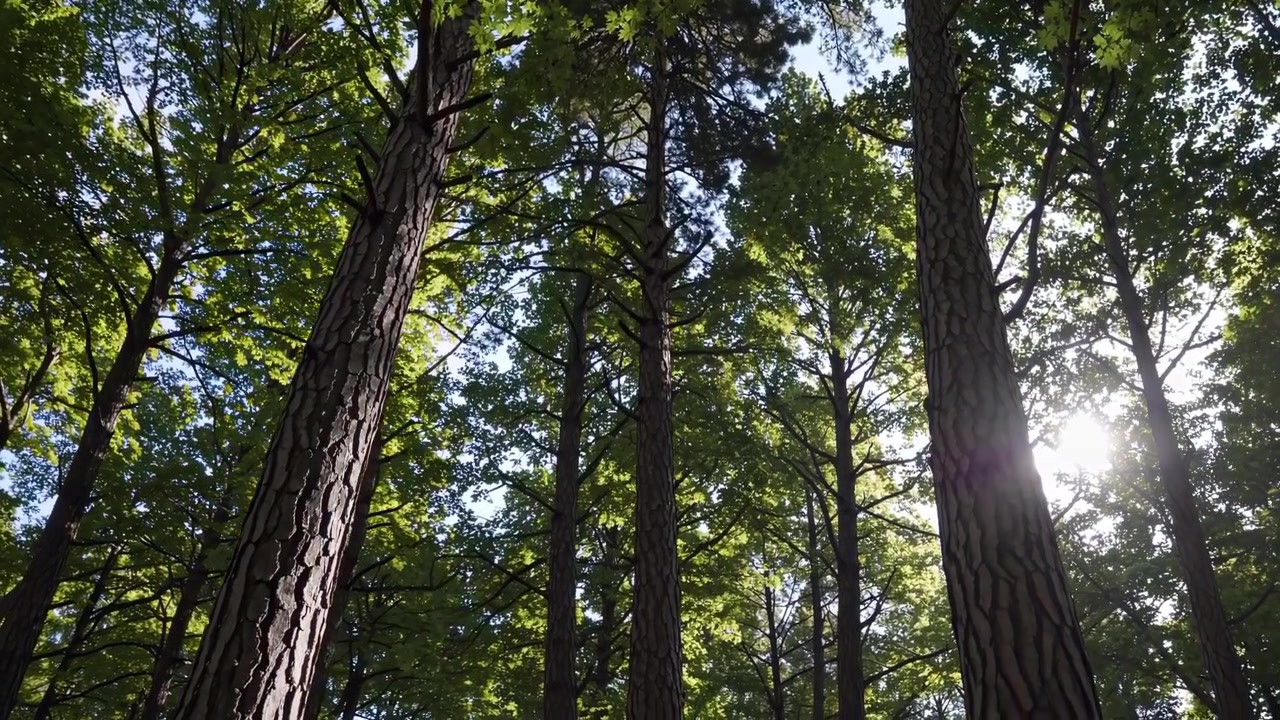 Low Angle View of Tall Pine Trees in a Sunny Forest