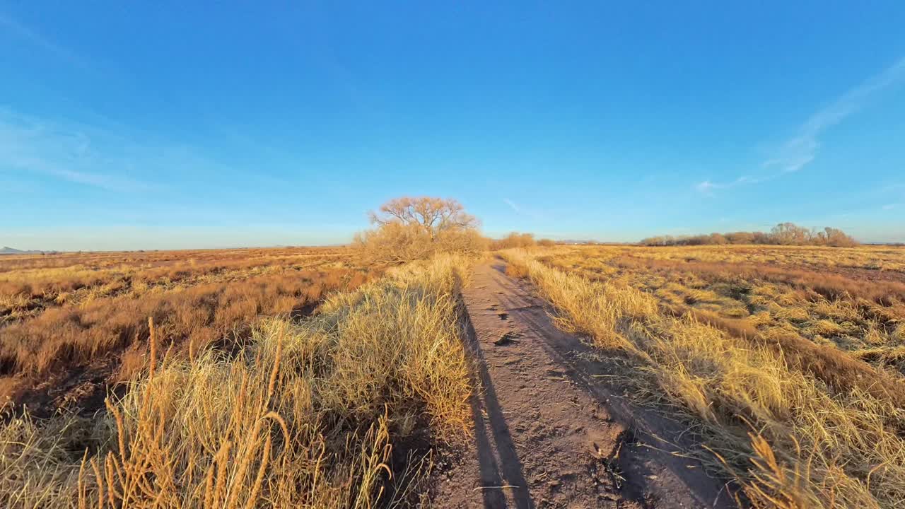 Long shadows walking down a dirt bath in a dry yellow tumbleweed covered area.