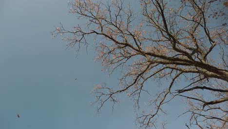 las hojas de otoño caen suavemente en octubre, lituania, kernave - otoño de 2019