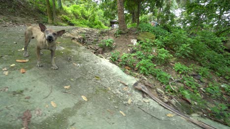 Move-downhill-and-look-up-the-fierce-dog