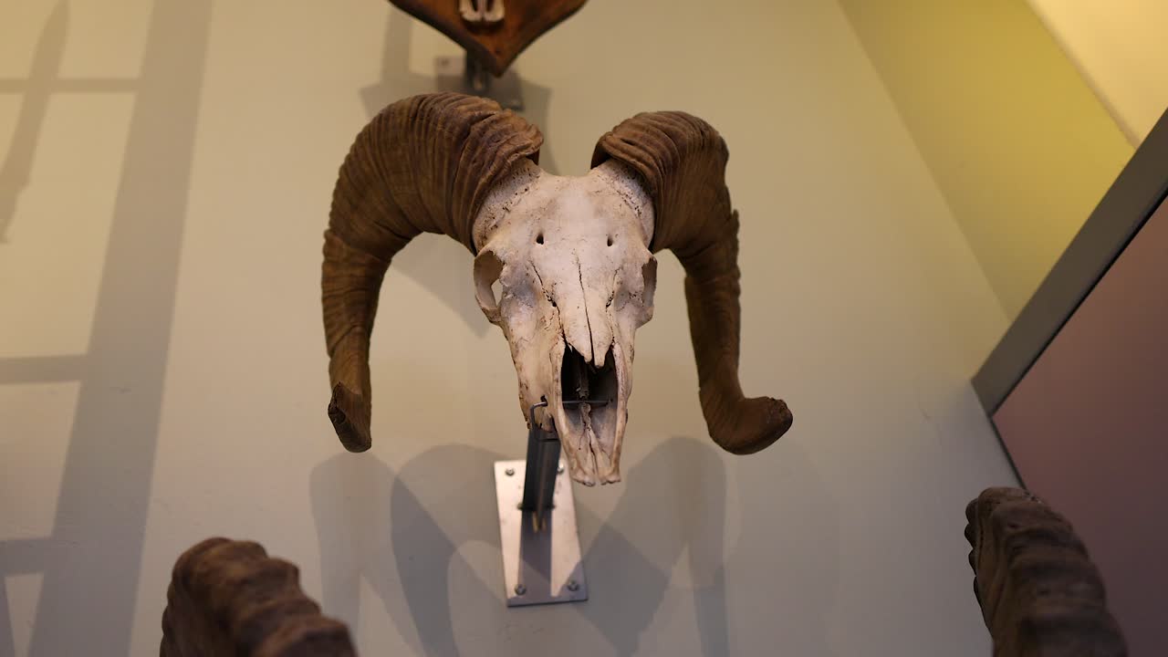박물관 에 전시 된 양의 두개골