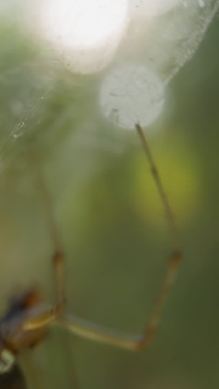 Spider with round fat belly crawls along gentle web in summer wood slow motion. Probe lens footage of insect in wild nature extreme closeup