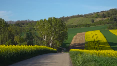 static view of pickup truck driving on countryside road betweeen rape fields with green hills and sky in the distance