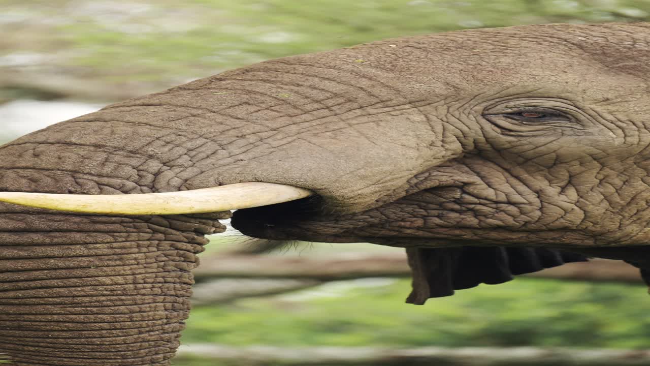 el elefante en cámara lenta comiendo de cerca en áfrica, video vertical de animales para redes sociales, reels de instagram y tiktok de elefantes africanos alimentándose en tanzania en el parque nacional del serengeti