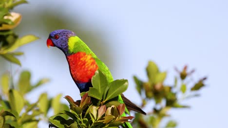 lorikeet colorido posado en una rama