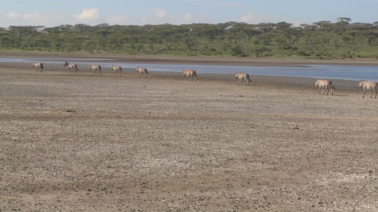얼룩말은 동아프리카의 건조하고 건조한 지역을 가로질러 이동합니다.