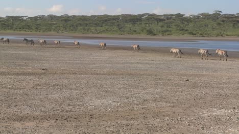 Las-Cebras-Migran-A-Través-De-Una-Región-Seca-Y-Reseca-Del-Este-De-África.