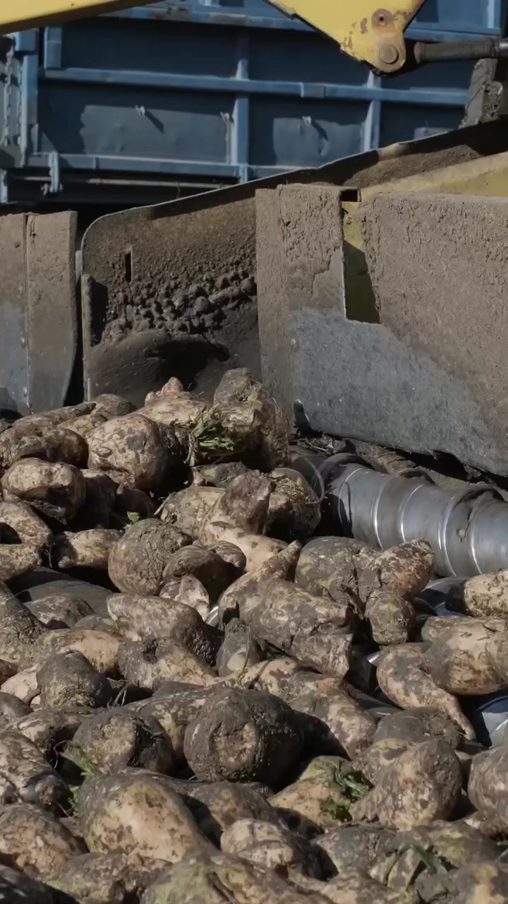 Macchina per la raccolta delle barbabietole da zucchero che lavora i raccolti nel campo