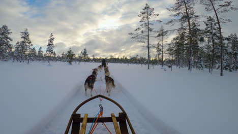 pov husky dog sledding team running through snowy woodland swedish wilderness