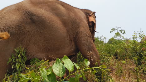 Asian-Elephants-in-an-Elephant-Sanctuary-in-Chiang-Mai,-Thailand