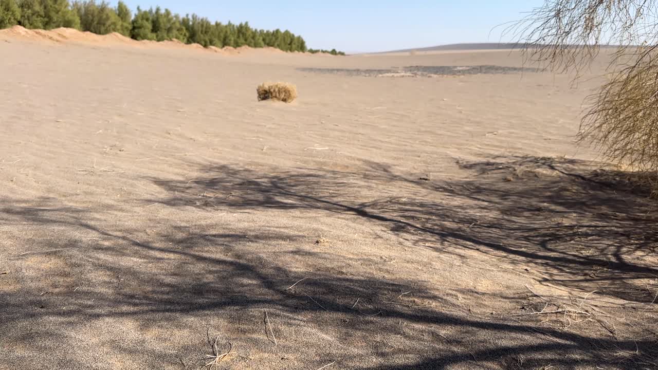 Desert tree shadow in Iran nature tamarix landscape aerial view of rural countryside drought dry grass in abandoned farmland shepherd herd grazing livestock in sunny day outdoor scenic travel activity