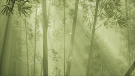 asian bamboo forest with morning fog weather