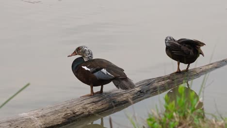 Dos-Individuos-Descansando-Sobre-Un-Tronco-Mientras-Uno-De-La-Derecha-Se-Acicala-Y-El-Otro-De-La-Izquierda-Sigue,-Pato-De-Alas-Blancas-Asarcornis-Scutulata,-Tailandia