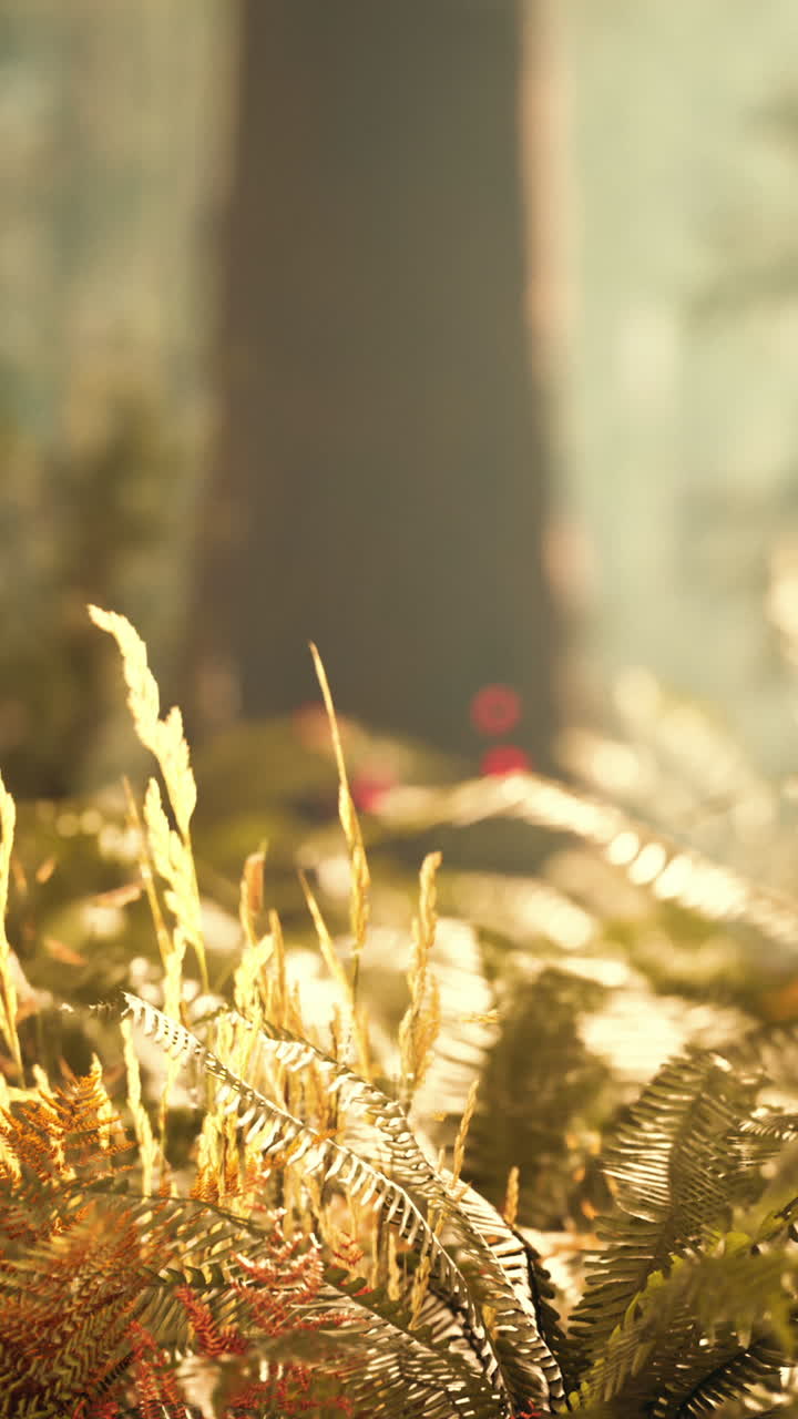 숲 속 의 울창 한 페른 잎 의 근처