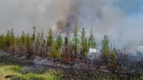 charred landscape from ongoing forest fire, huge smoke pillar