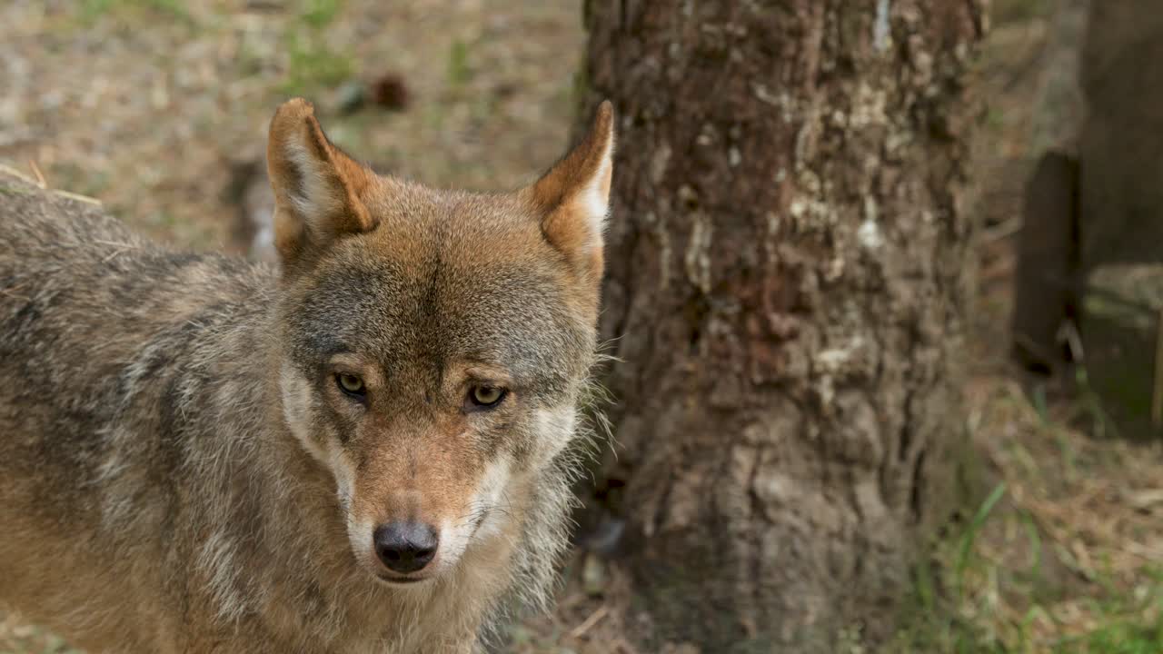 Wild wolf stands alert near tree in daylight, natural forest setting, subtle camera movement