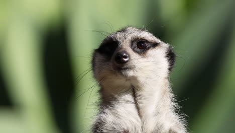 a meerkat attentively watches its environment