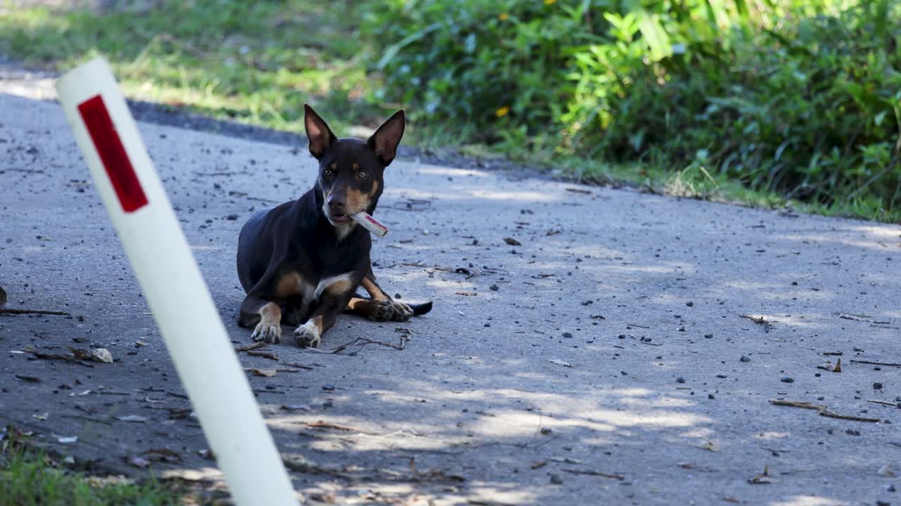 A small dog rests on a sunlit path beside a road marker, surrounded by greenery