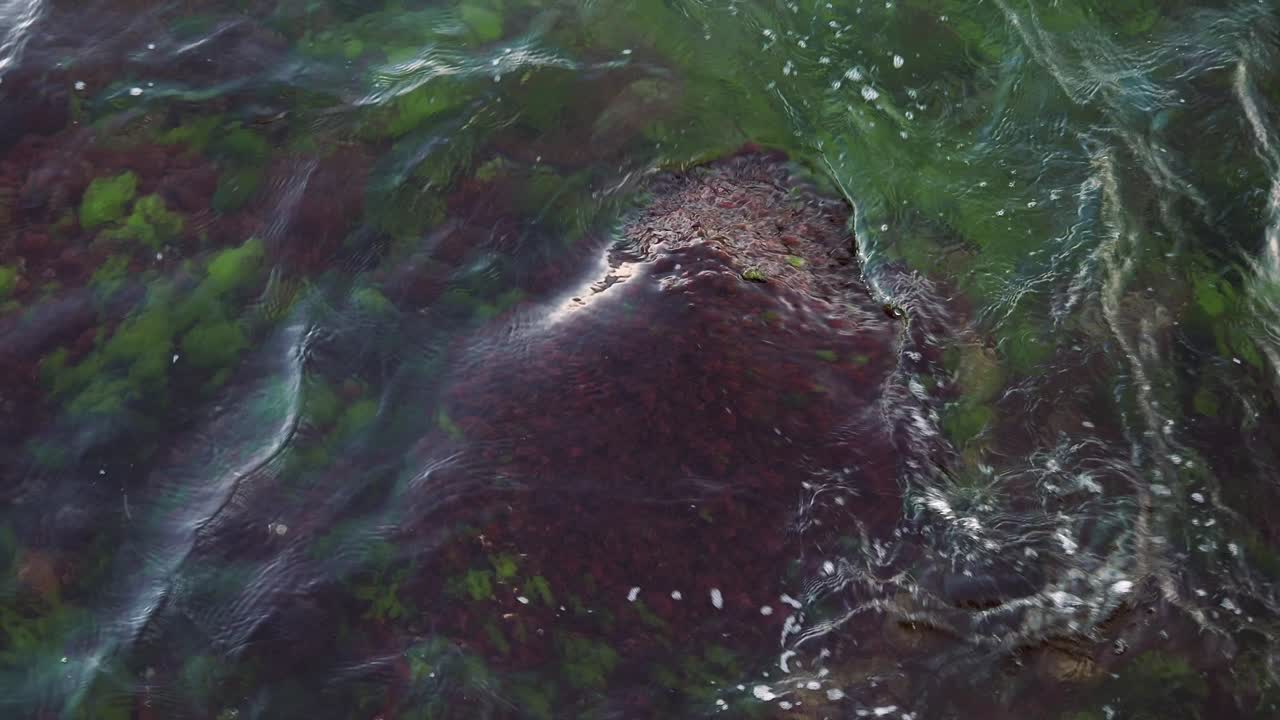 costa rocosa con olas y algas