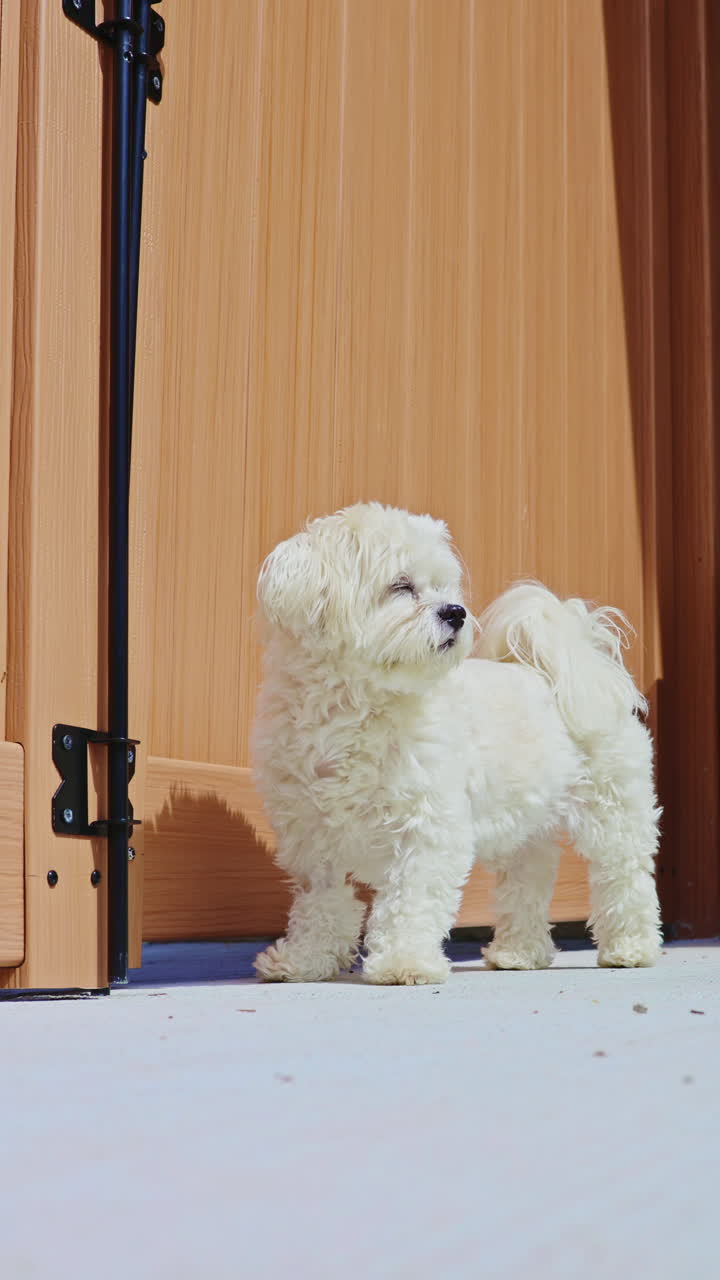 Incrocio Bichon Frise e Shih Tzu in piedi vicino a una porta di legno mentre si gode una giornata di sole in giardino