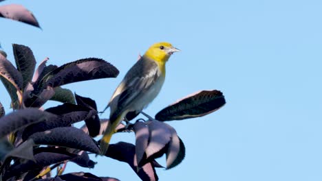 Female-Bullock's-oriole-perched-on-a-tree-on-a-windy-day-then-flies-away