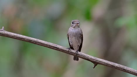 The-Asian-Brown-Flycatcher-is-a-small-passerine-bird-breeding-in-Japan,-Himalayas,-and-Siberia