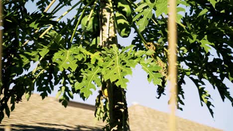 Hermosa-Foto-De-Un-árbol-De-Papaya-Lleno-De-Hojas-De-Papaya-Soplando-Con-El-Cielo-Azul-Y-El-Clima-De-Verano