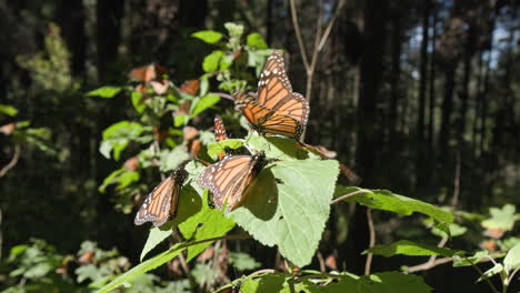 Una-Toma-En-Cámara-Lenta-De-Una-Mariposa-Monarca-Aterrizando-En-Una-Planta-Junto-A-Algunas-Otras-Mariposas-En-Un-Santuario-En-México