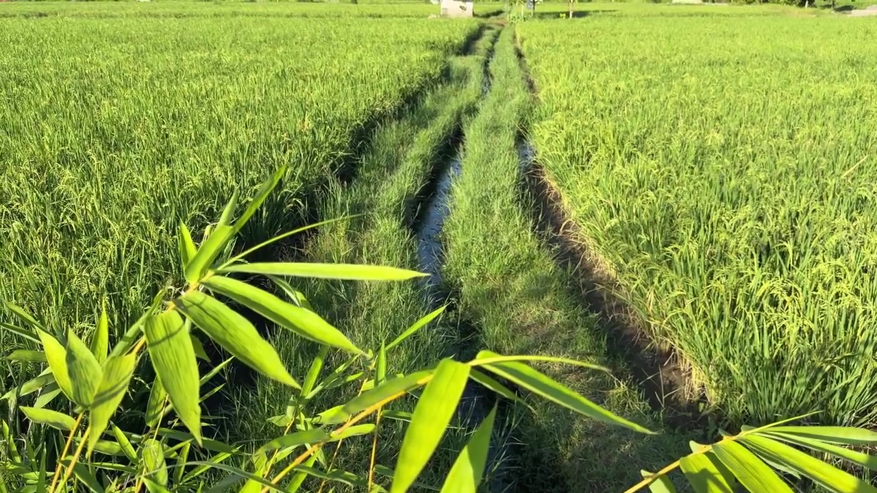 Lussureggiante coltivazione di riso verde con canale di irrigazione