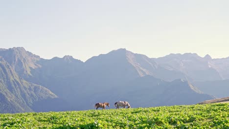 Herd-of-horses-grazing-on-meadow-in-sunny-day