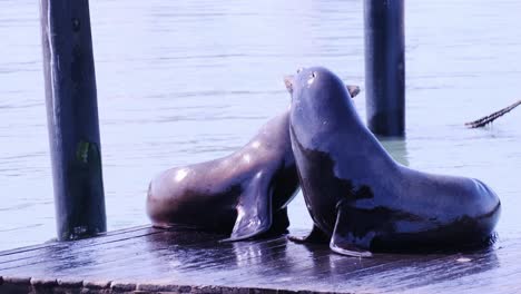 two sea lions can be seen engaging in a playful interaction on a rustic wooden dock right next to two sea lions can be seen engaging in a playful interaction on a rustic wooden dock right next to the water