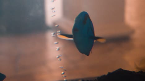 pez dory nadando en un tanque con otros peces