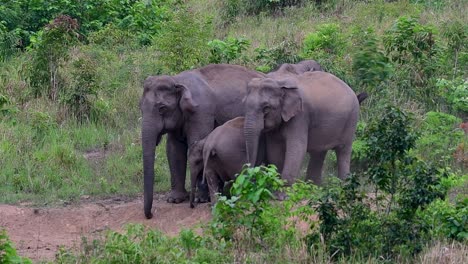 the asiatic elephants are endangered species and they are also residents of thailand