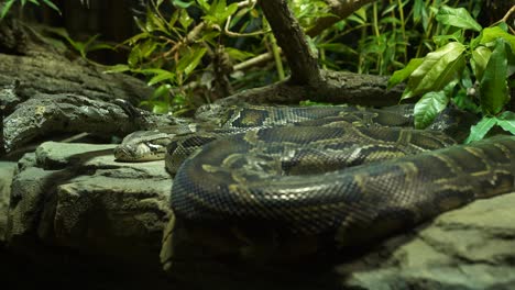 4k-filmed-by-hand---sleeping-resting-anaconda-boa-constrictor-snake-with-obvious-breathing-motion-and-jungle-background