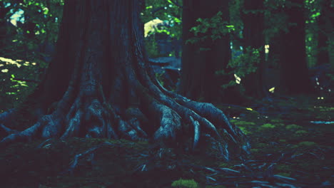 root covered with moss in a dark forest