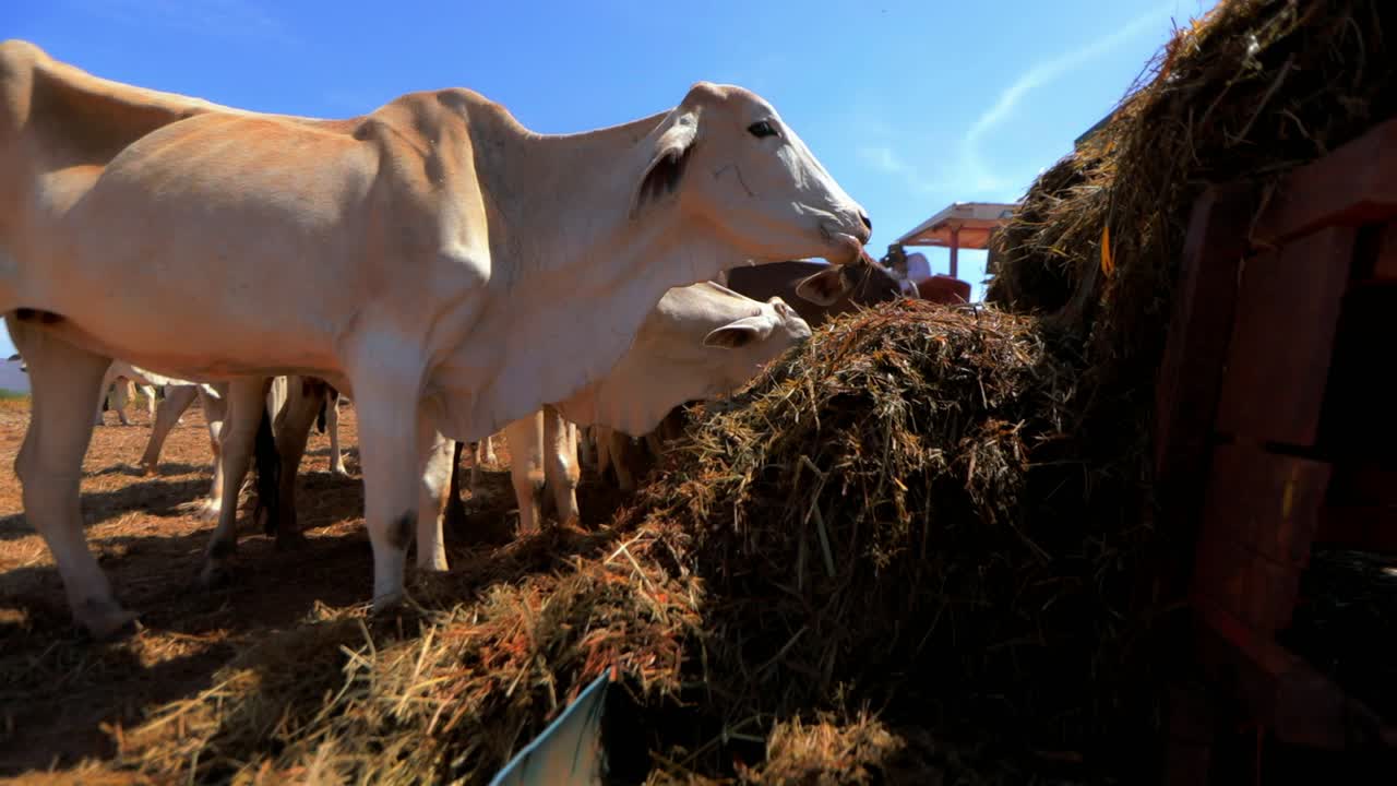 Mucche bianche che mangiano fieno in un ranch di allevamento