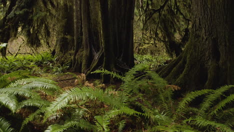 Old-Trees-Growing-On-Nurse-Logs-In-Ancient-Hoh-Rainforest