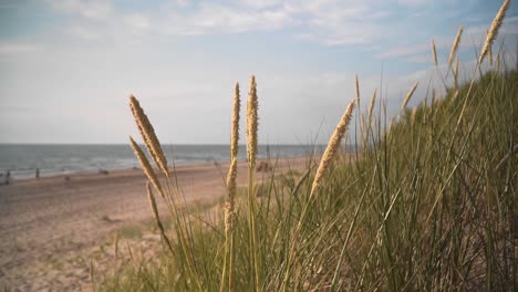 there are reeds and bents on the beach, cloudy day, close up shot