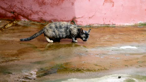 striped  kitten cat drinking water on the floor