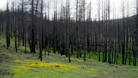 Schwarze-Stämme-Eines-Verbrannten-Waldes-Nach-Einem-Lauffeuer-In-Der-Nähe-Von-Willow-Creek-Im-Malheur-County,-Oregon,-Vereinigte-Staaten