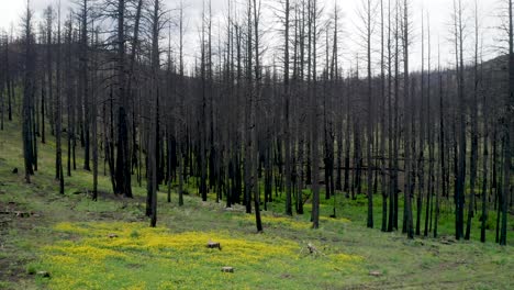 troncos negros de un bosque quemado después de un incendio cerca de willow creek en el condado de malheur, oregon, estados unidos