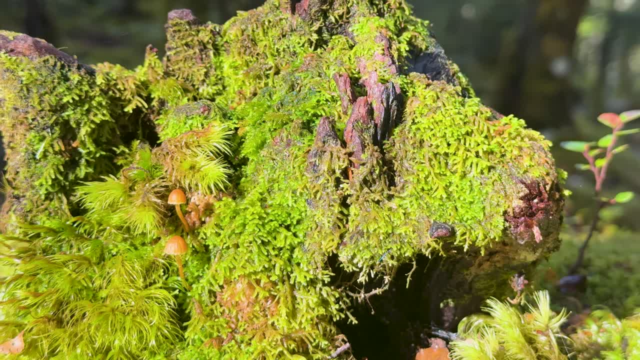 Camera slowly pans across a moss-covered log with ferns and small mushrooms in a sunlit New Zealand forest, highlighting lush, moist textures