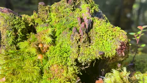 camera slowly pans across a moss-covered log with ferns and small mushrooms in a sunlit new zealand forest, highlighting lush, moist textures