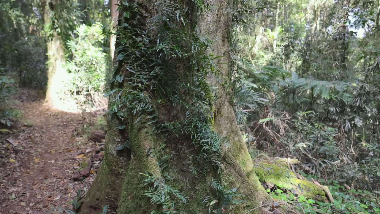 un tranquilo paseo por el exuberante bosque tropical