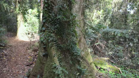 a serene walk through lush rainforest