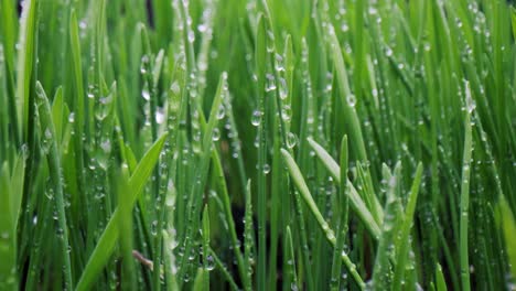 green grass close-up super macro shooting.