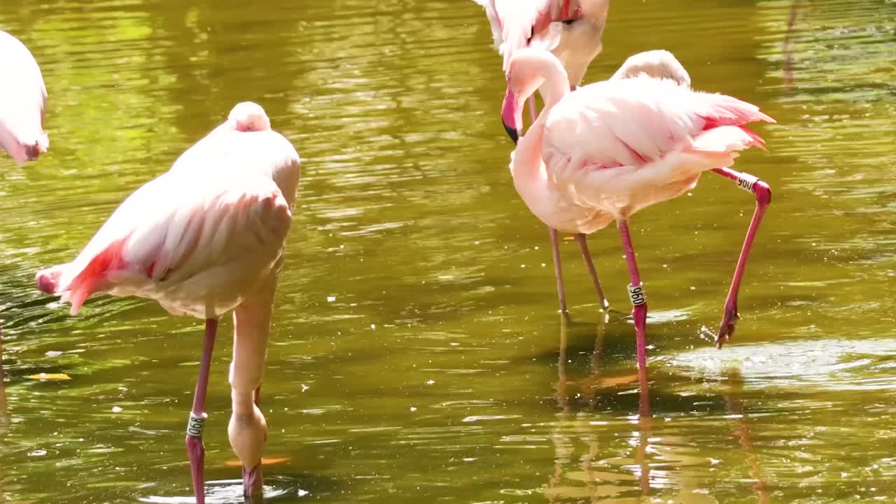 A group of flamingos elegantly wade and interact in a sunlit pond, showcasing their vibrant pink feathers.