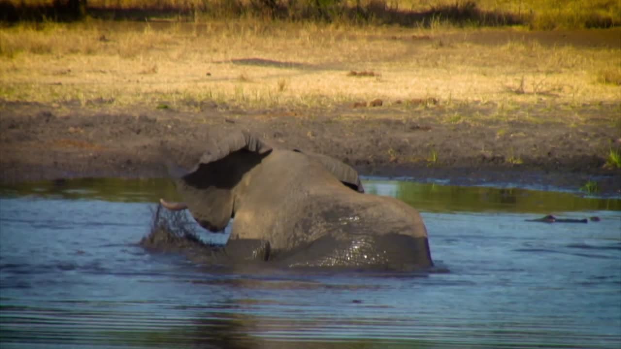 African Elephant Taking a Mud Bath
