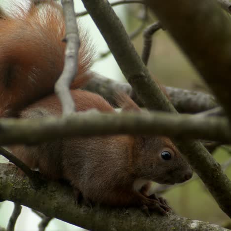red squirrel standing on the branch